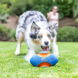 A blue merle Australian Shepherd crouches on the grass, focused on a Chuckit Giggle Fumble Fetch toy. The interactive session unfolds with excitement as a person in the background is blurred amidst lush greenery.