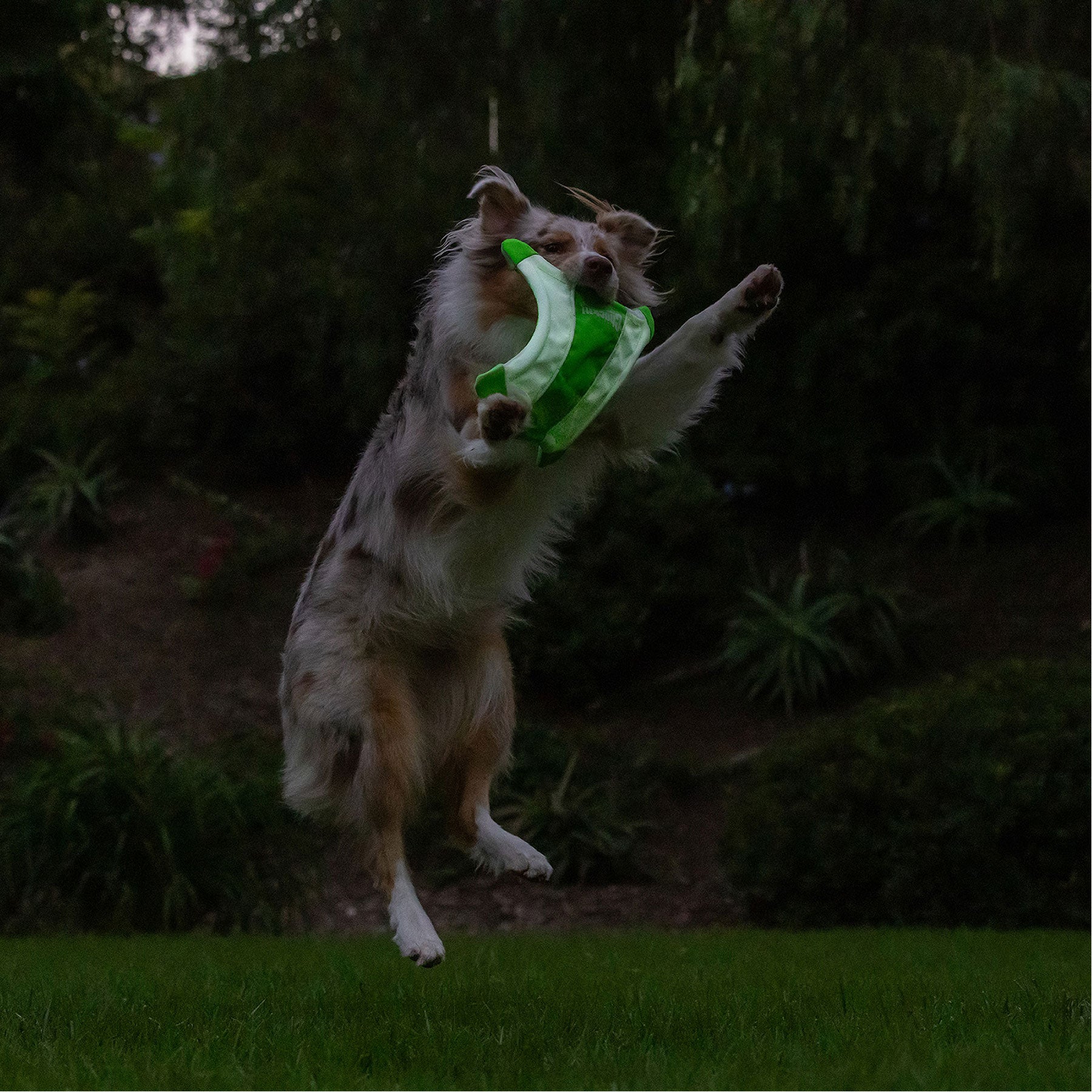 A dog leaps on a grassy lawn, gripping the Chuckit! Max Glow Flying Fetch Squirrel from Chuckit in its mouth against a backdrop of blurred greenery and a dim outdoor setting.