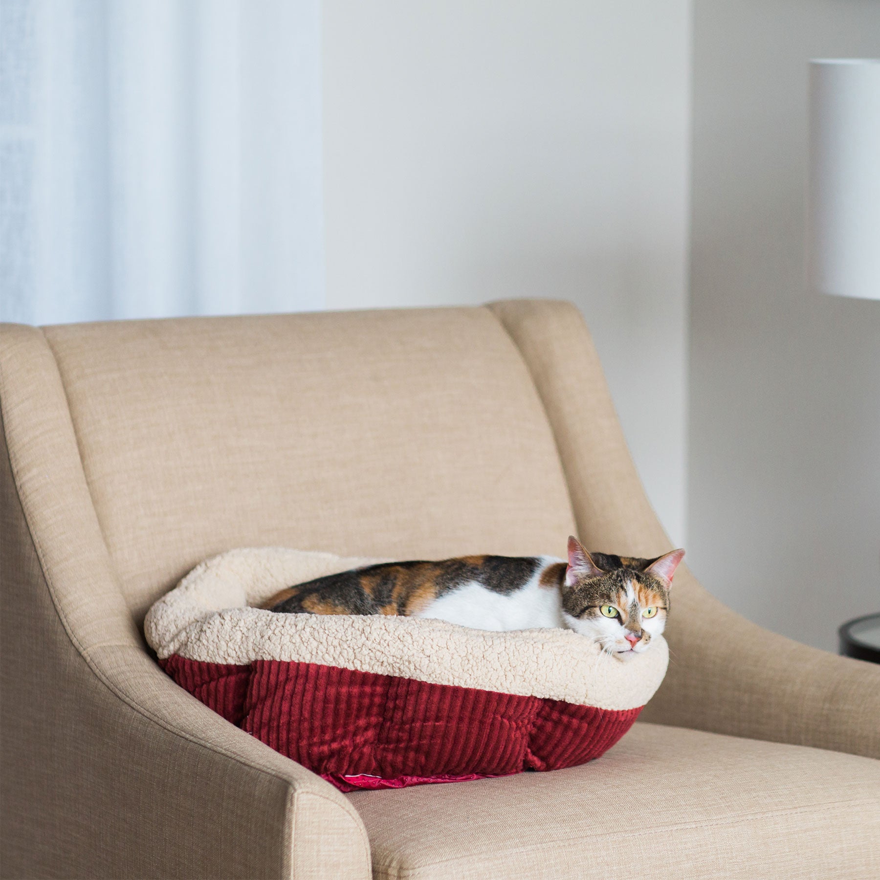 A cat with white, brown, and black fur relaxes in an Aspen Pet Self-Warming Oval Lounger Bed, featuring red and beige plush. Its non-skid bottom keeps it secure on a beige armchair in a well-lit room beside a white lamp.
