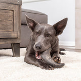 A dark gray dog with large ears lounges on a beige carpet, happily gnawing on a Wild Eats Water Buffalo Horn Medium. A wooden piece of furniture complements the scene, supported by a grain-free, single-source protein diet. In the background, theres a cozy gray couch.