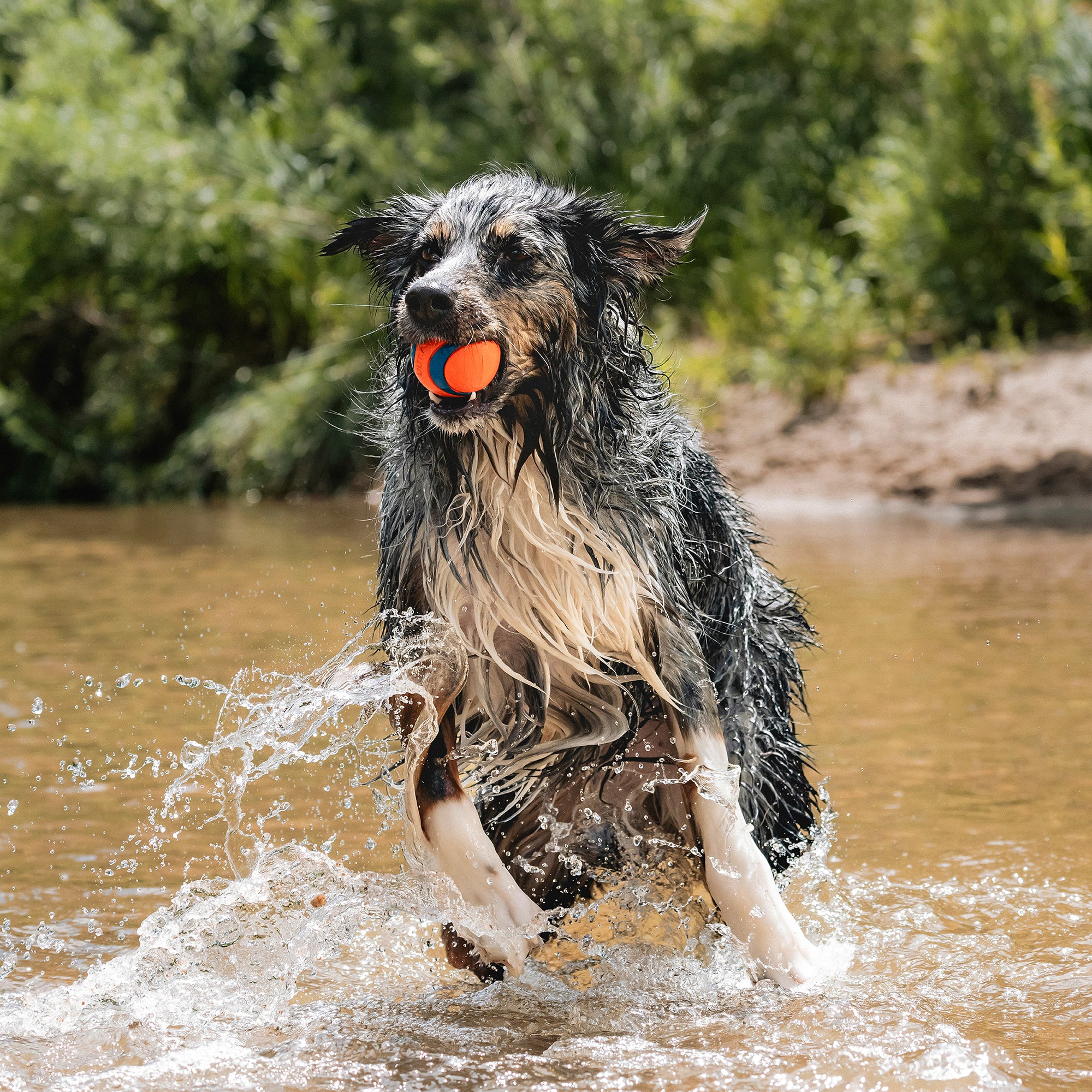 A wet dog with long fur joyfully runs through shallow water, splashing and carrying a Petmate Chuckit! Day & Night Ultra Ball Large 2 Pack in its mouth. Lush greenery can be seen in the background.