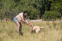 In a grassy field with trees and a fence, a woman in a peach shirt and shorts plays tug-of-war with her golden retriever using the durable Chuckit! Air Fetch Wheel Dog Toy under a clear sky.