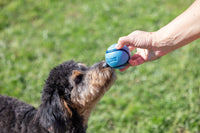 A fluffy dog sniffs a Chuckit Sniff Ball from the Chuckit 4 Pack in a persons outstretched hand on a sunny, grassy lawn.