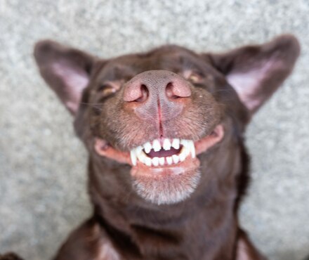 Protecting Your Pet's Teeth