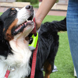 A Bernese Mountain Dog with a fluffy coat and red leash happily looks up at a person in blue jeans. The Arm & Hammer Waste Bag Dispenser, featuring MAX Blackout Bags known for activated baking soda freshness, hangs from the leash in a grassy outdoor area.