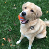 A golden retriever on grass with a bright orange Chuckit! Tennis Ball for Dogs in its mouth looks up happily, appearing playful with its jaw slightly open. Made by Chuckit, these durable high-bouncing balls grab attention among the scattered leaves.