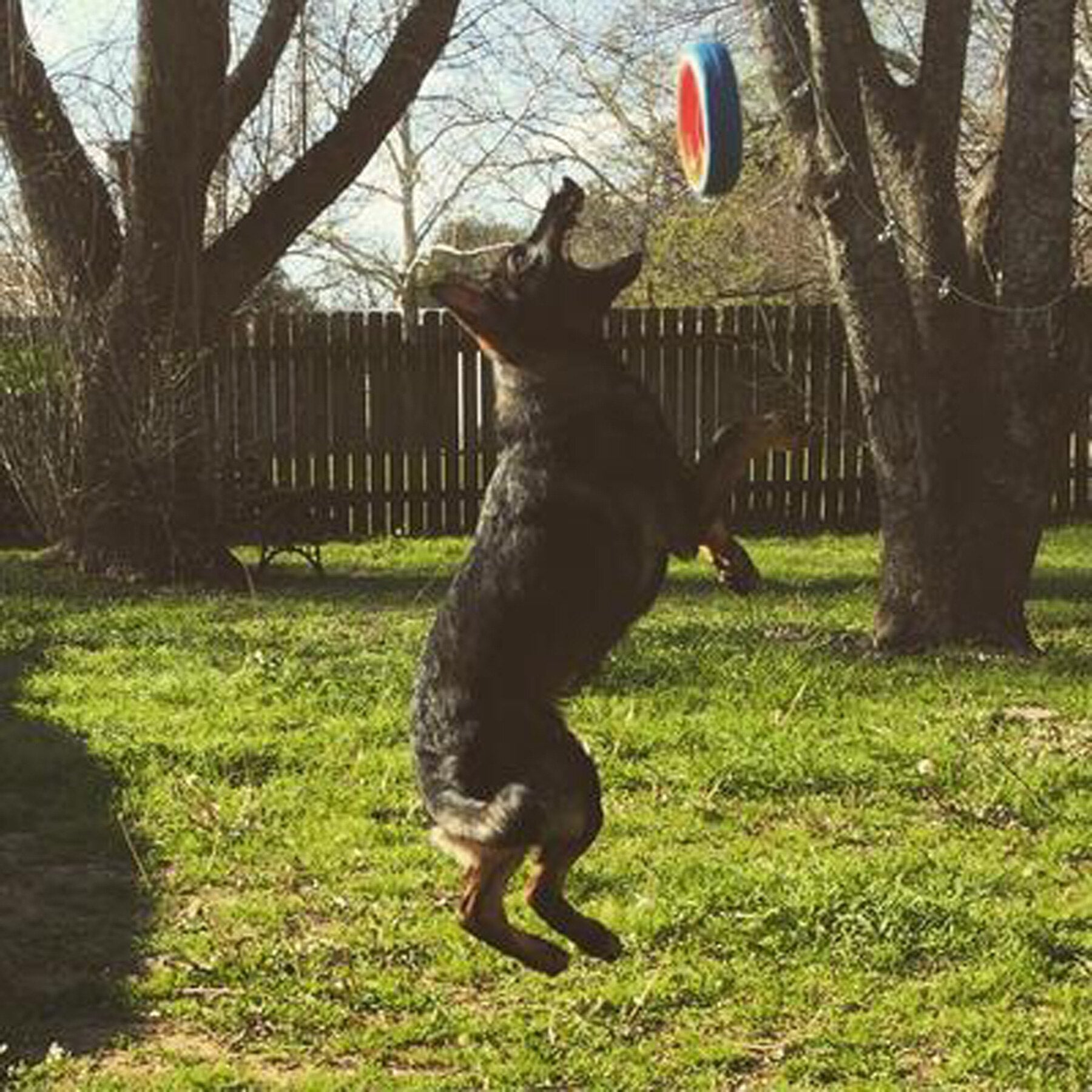In a sunny backyard, a dog leaps mid-air to catch a Chuckit Fetch Wheel Dog Toy, renowned for its durability. Trees and a wooden fence form the backdrop as the red, blue, and white frisbee sails through the air.
