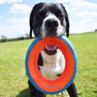 A black and white dog stands on green grass under a blue sky, holding a durable Chuckit! Fetch Wheel Dog Toy by Chuckit in its mouth, eagerly looking at the camera.