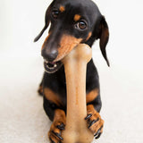 A black and tan dachshund playfully chews a BarkBone Natural Instincts Bacon-Infused Nylon Dog Chew. The dogs bright eyes show its joy, highlighting the toys durability for endless fun against a plain white background.
