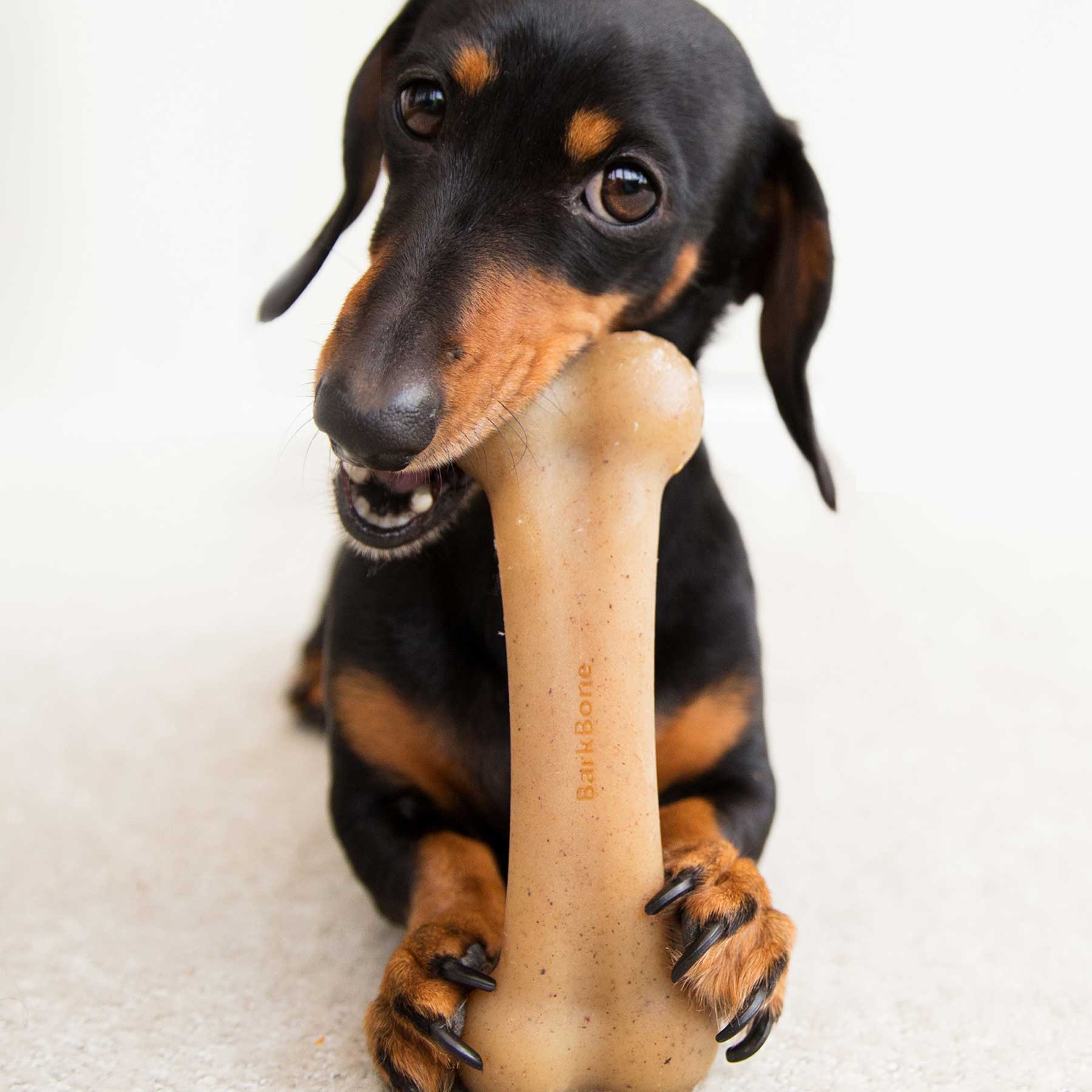 A black and tan dachshund playfully chews a BarkBone Natural Instincts Bacon-Infused Nylon Dog Chew. The dogs bright eyes show its joy, highlighting the toys durability for endless fun against a plain white background.