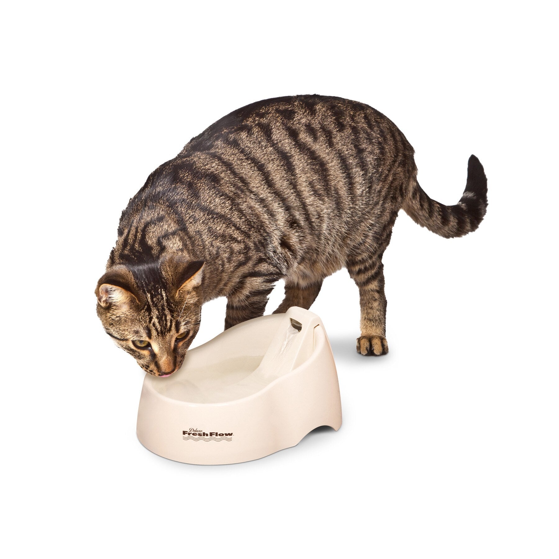 A tabby cat, prioritizing pet health, drinks from a Petmate Deluxe Fresh Flow Fountain For Cats. Its head is lowered towards the filtered water, set against a plain white background.