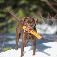 A brown dog stands on snow holding a Chuckit Air Fetch Stick Dog Toy in its mouth. The durable rubber toy contrasts with the wintry scene, with blurred greenery and branches in the background.