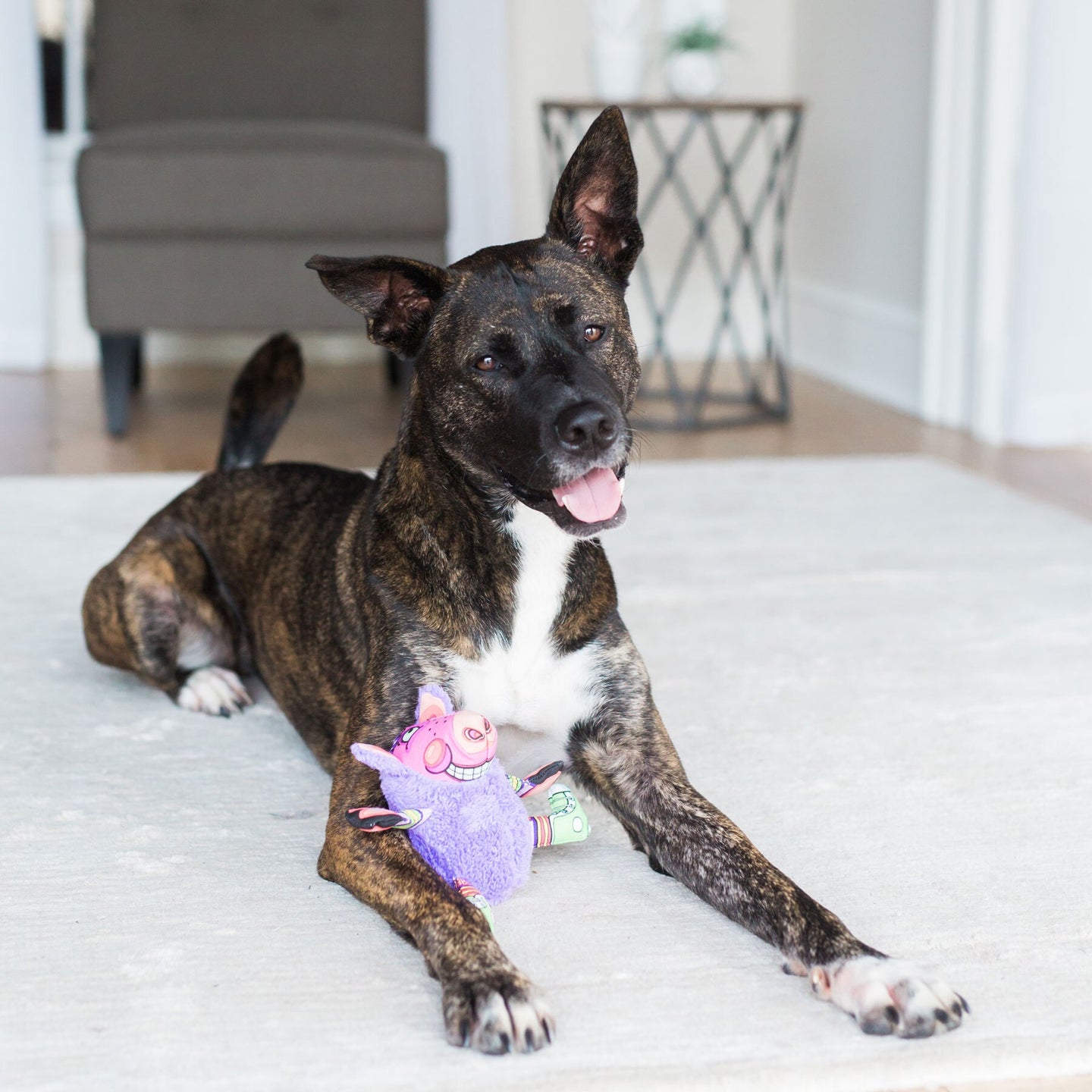 A brindle-colored dog relaxes on a light rug, with a pink and purple FAT CAT Gruntleys Mini Dog Toy from Fatcat nestled between its front paws. One ear perked up and mouth open, it seems to expect dogs beggin treats nearby. A dark chair and small round table complete the cozy scene.