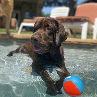 A Chocolate Labrador puppy relaxes in a shallow pool, front paws dipped in water, its eyes fixed on the Chuckit! Amphibious Mega Ball from Chuckit bobbing close by. Sun-drenched lounge chairs and greenery complete the sunny scene.