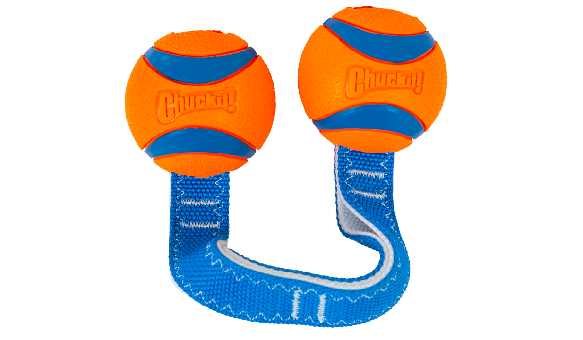 The Chuckit! Ultra Duo Tug Dog Toy by Chuckit features two bright orange and blue balls connected by a sturdy blue fabric strap, perfect for interactive play. It showcases the Chuckit logo, has blue stripes, and is accented with white stitching for added flair.